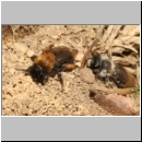 Andrena clarkella - Sandbiene w11a 11mm - Sandgrube Niedringhaussee.jpg